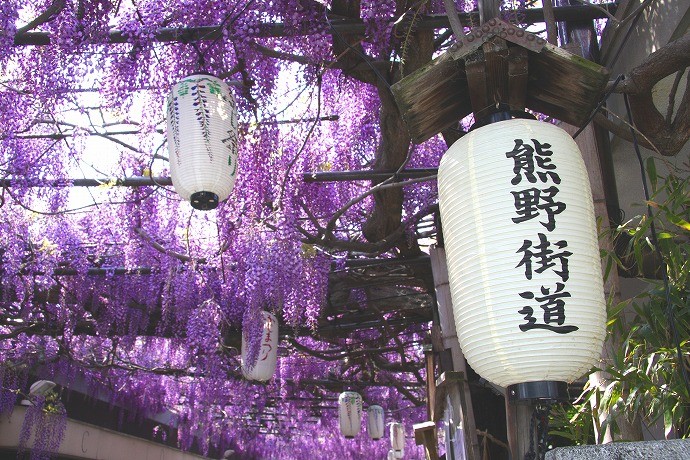 花と緑の熊野街道ウォーク　タイチの地元泉南を歩こう