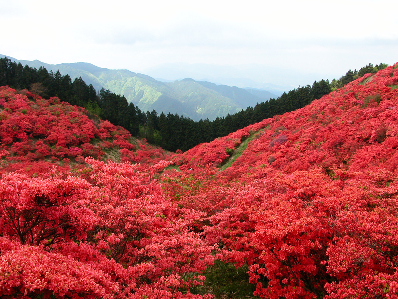 Huge colony of one million azaleas Hiking Mt.Yamato Katsuragi