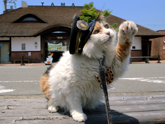 2月22日は猫の日！和歌山電鐵沿線さんぽ