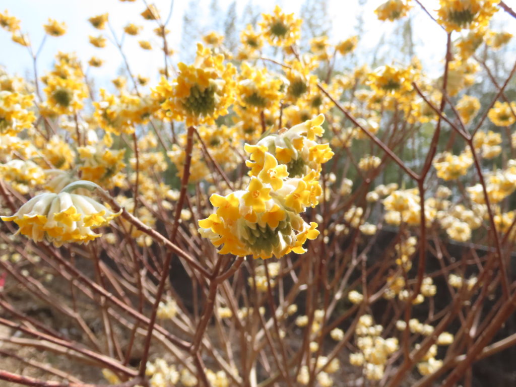 香り漂うミツマタロード　京都西山ショートハイキング