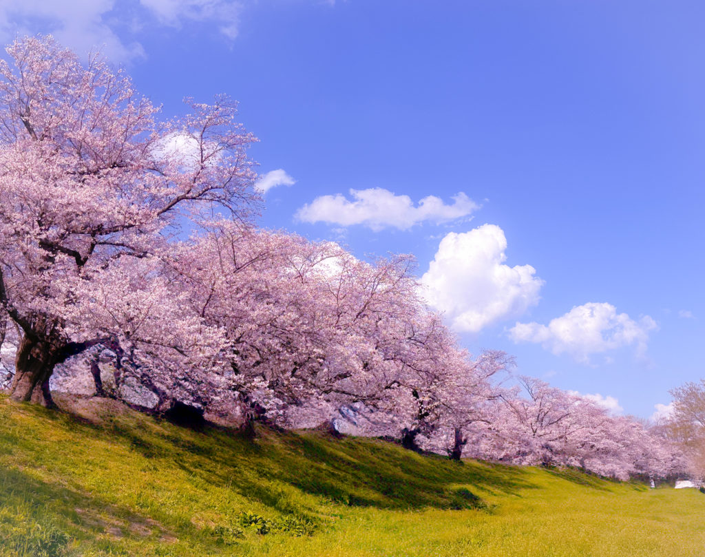 【平日開催】 石清水八幡宮ハイキングと背割堤お花見ランチ