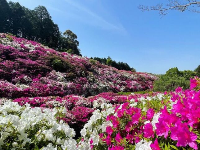 【三室戸寺】2万株の平戸つつじ園　世界遺産宇治を見渡す低山ハイキング
