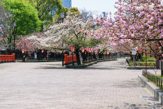 なにわの春の風物詩！「造幣局桜の通り抜け」と大阪城公園お花見
