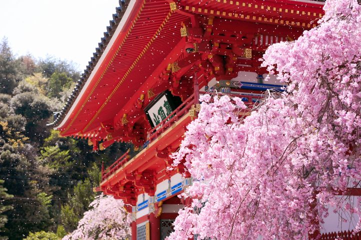 薄紅色の枝垂桜　箕面大滝と勝ち運の寺、勝尾寺ハイキング
