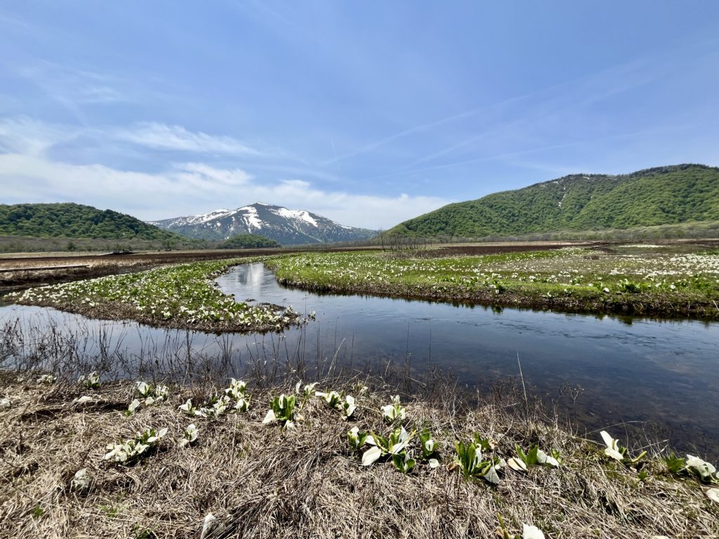 見頃の水芭蕉と求めて　はるかな尾瀬ハイキング2日間