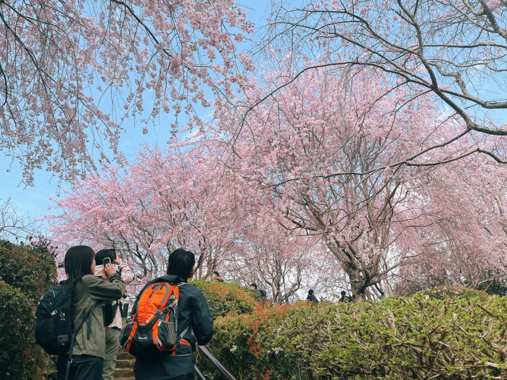 日本最古「山の辺の道」　桜と春の恵み無人販売所めぐり