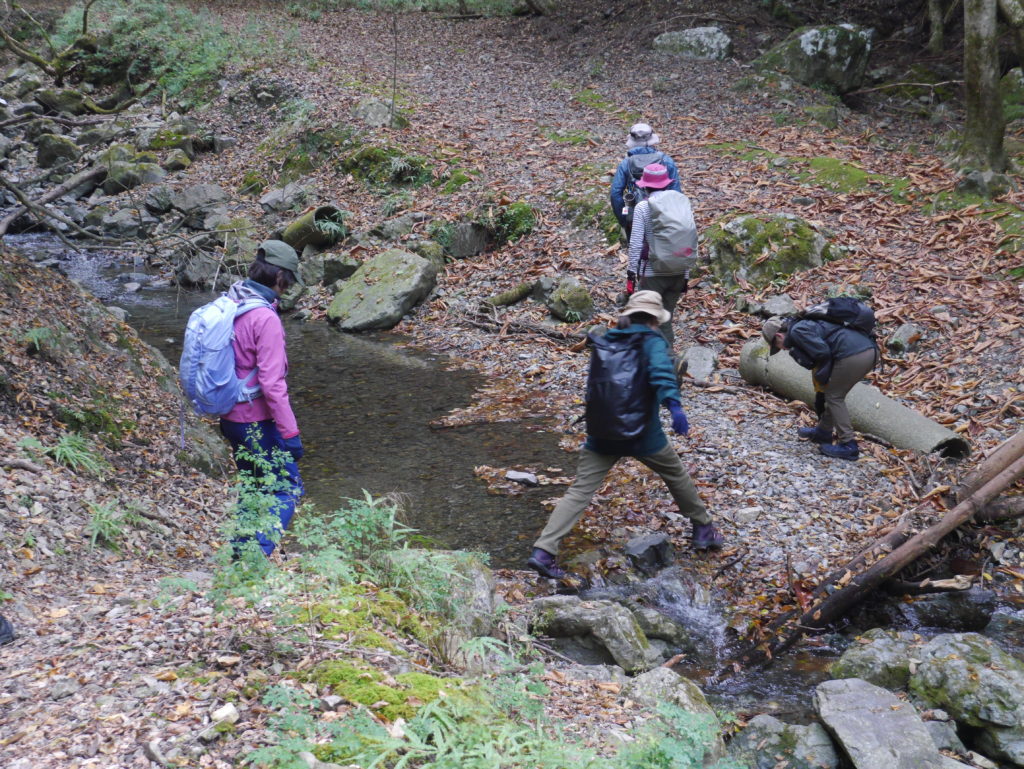 エドヒガンザクラの群落　渡渉の連続！妙見山初谷渓谷ハイキング