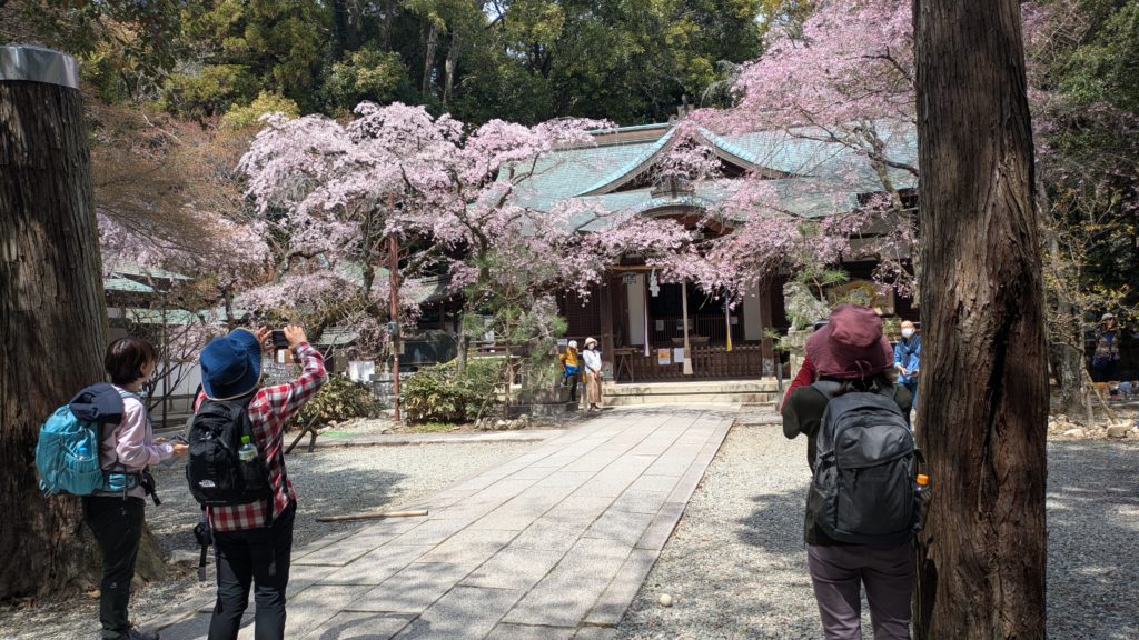 六甲の山肌を染める岡本桜回廊　金鳥山花見ハイキング
