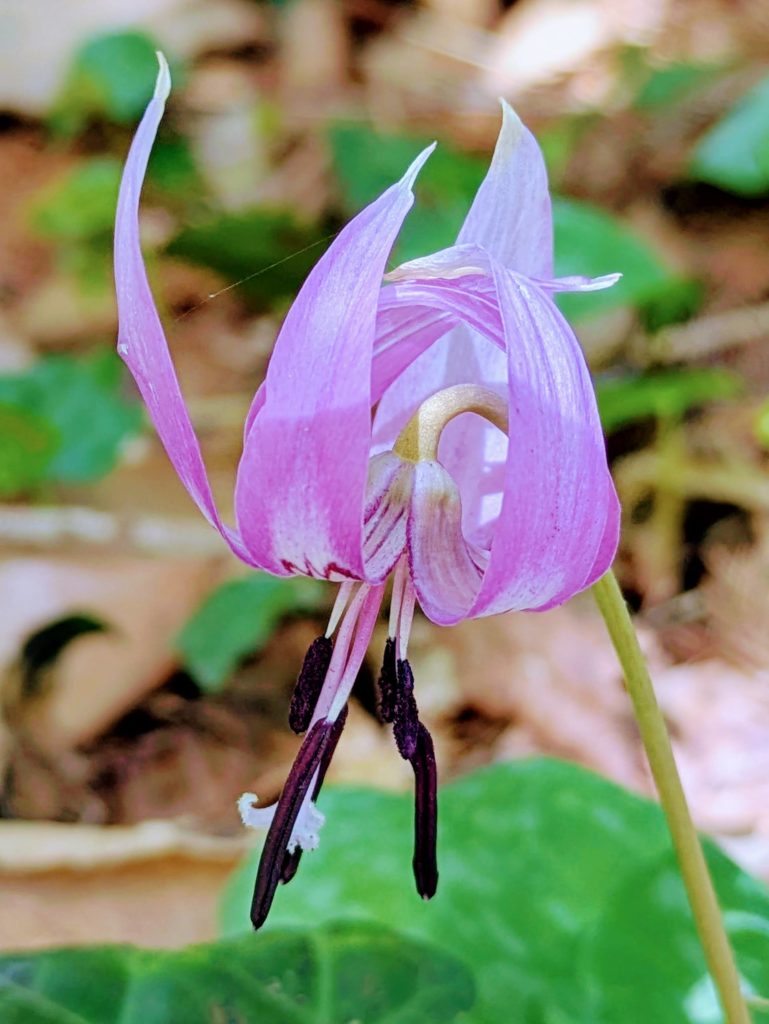 花の百名山「大和葛城山」　季節の花探索ハイキング