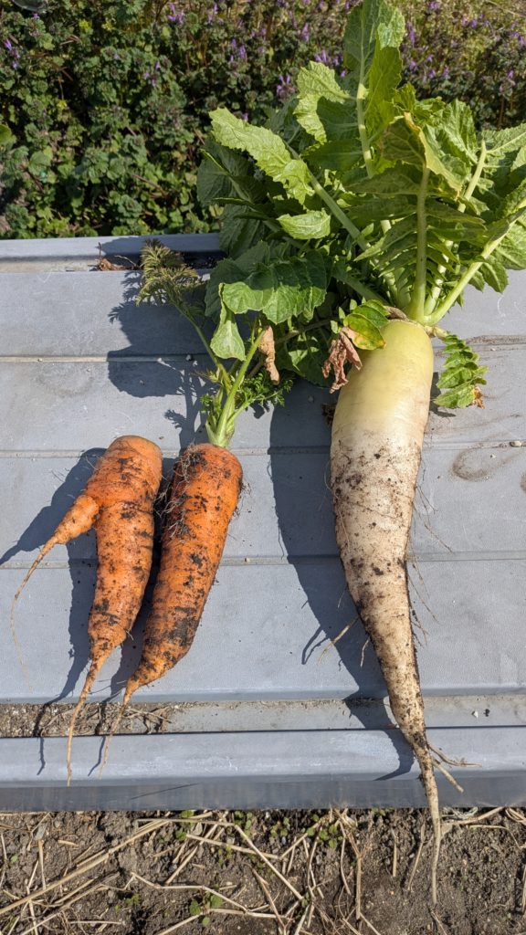 🌿 ハイカーズ農園だより｜2026年3月号（3/10更新）