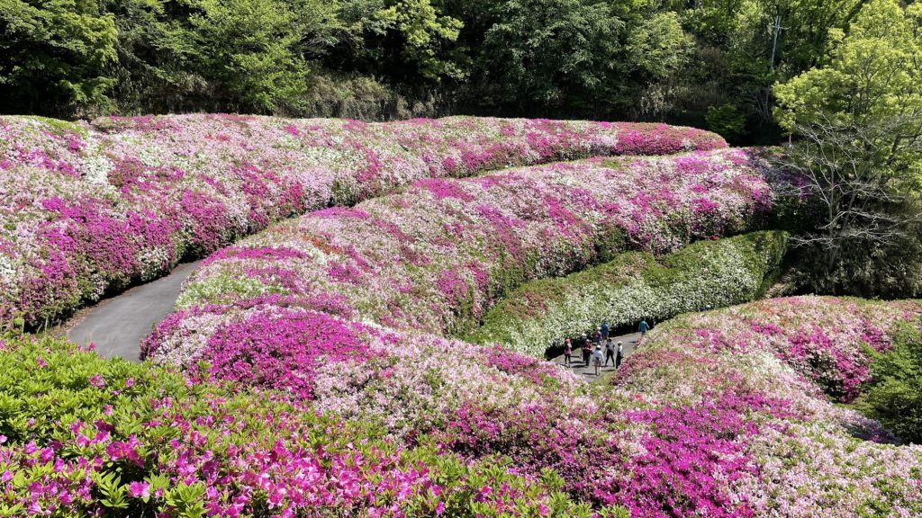 【お子さん無料】GW特別企画　なるかわ園地つつじ園と展望台めぐり