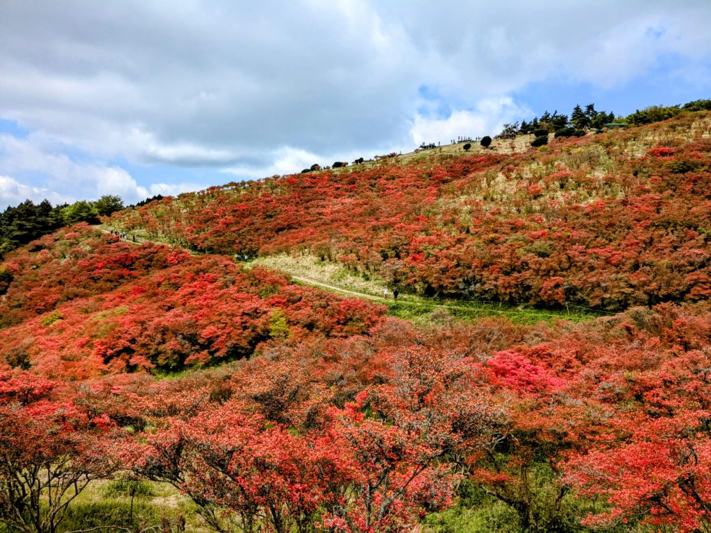 100万本のツツジ大群落　大和葛城山ハイキング